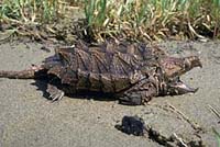 Alligator Snapping Trutle