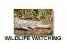 Florida wildlife watching
